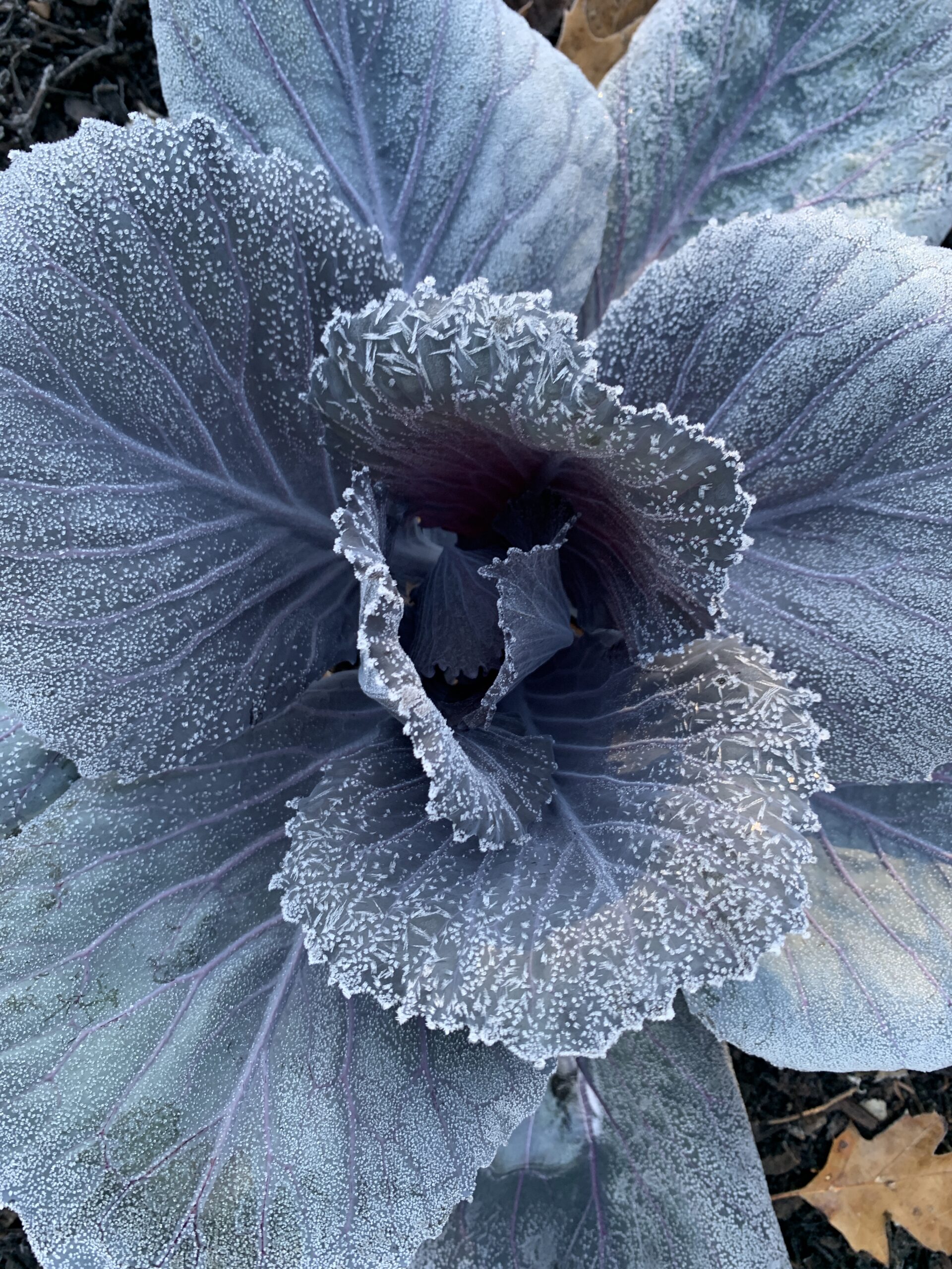 Frosty purple cabbage