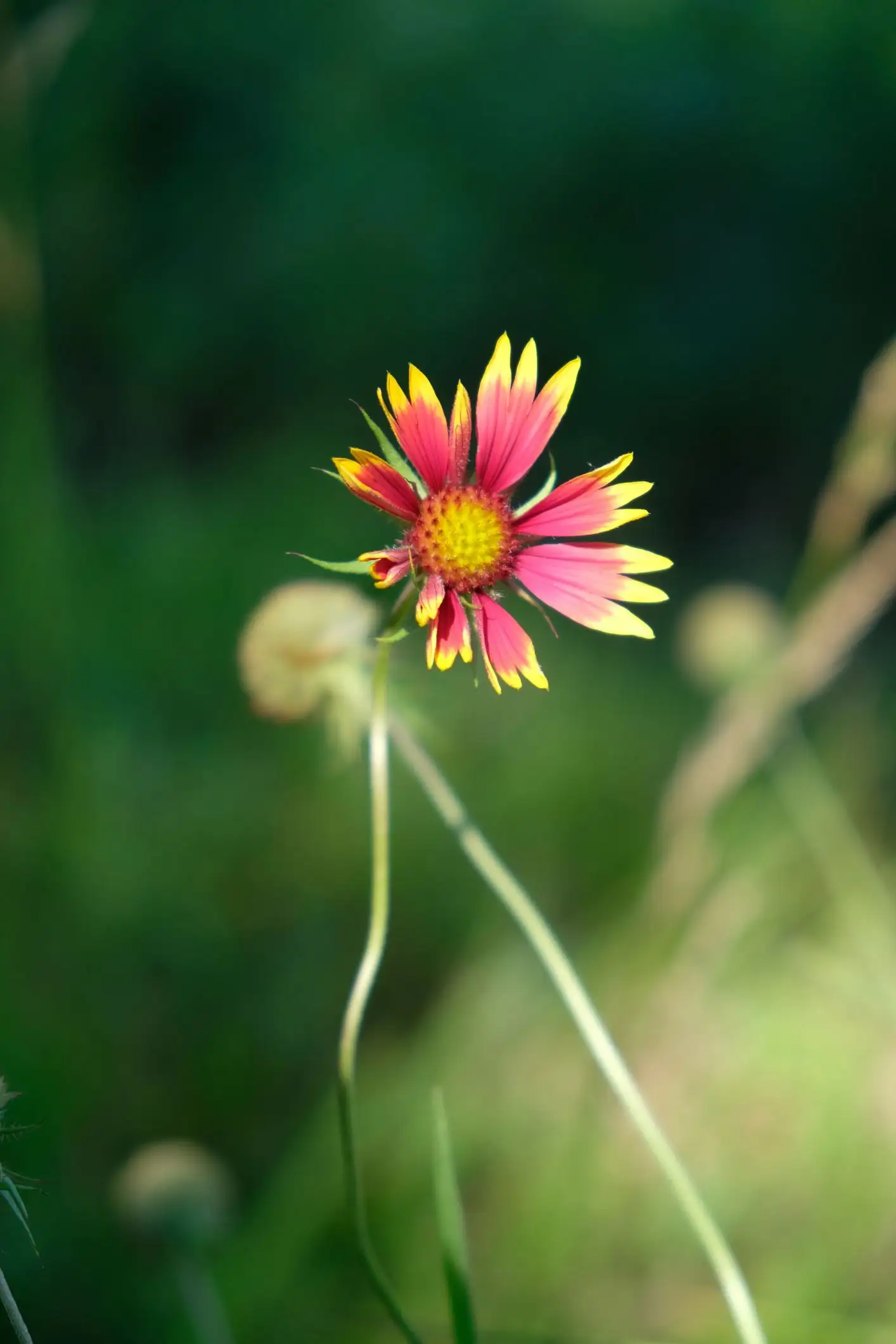 Gaillardia pulchella