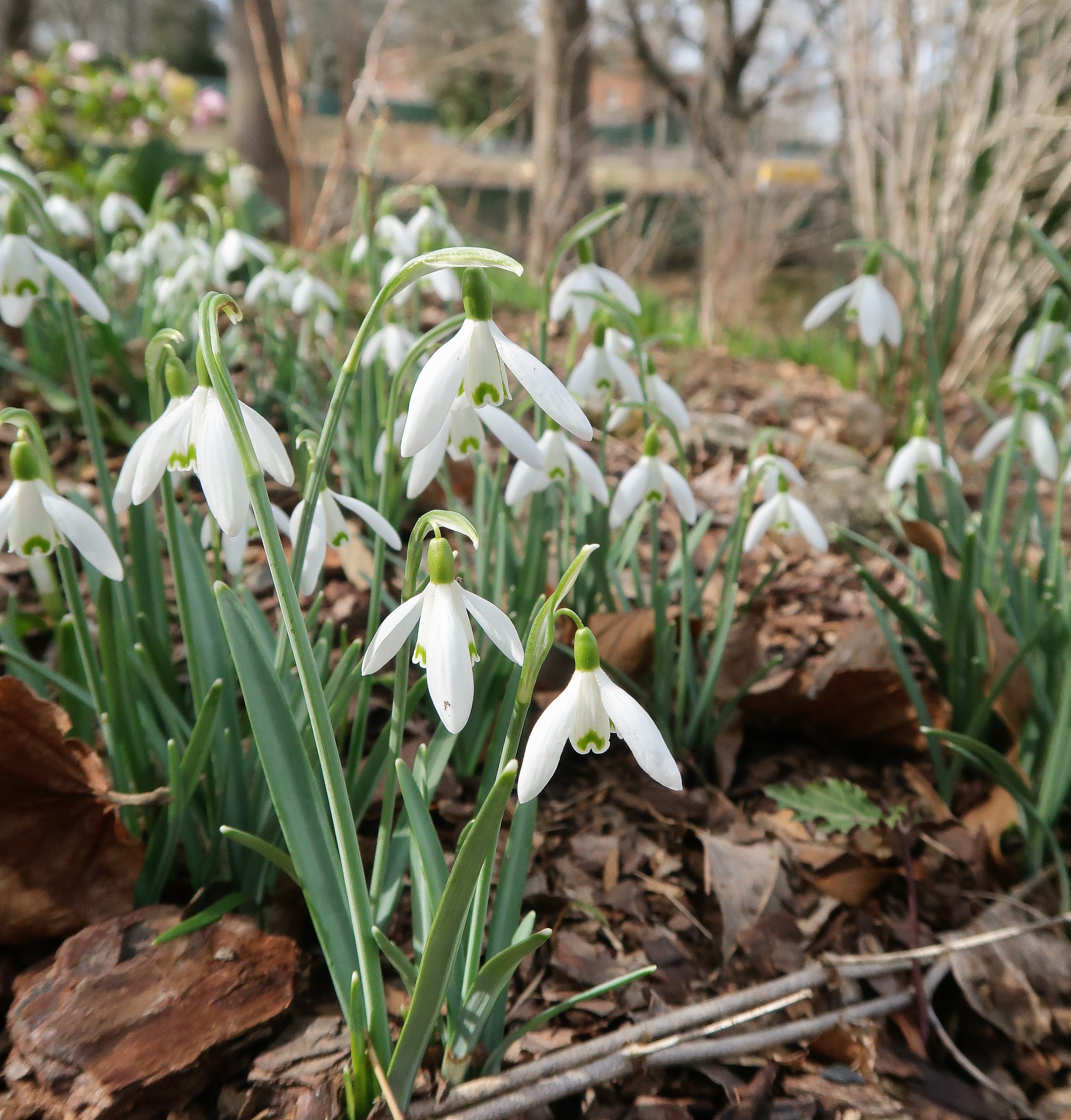 Galanthus (1)