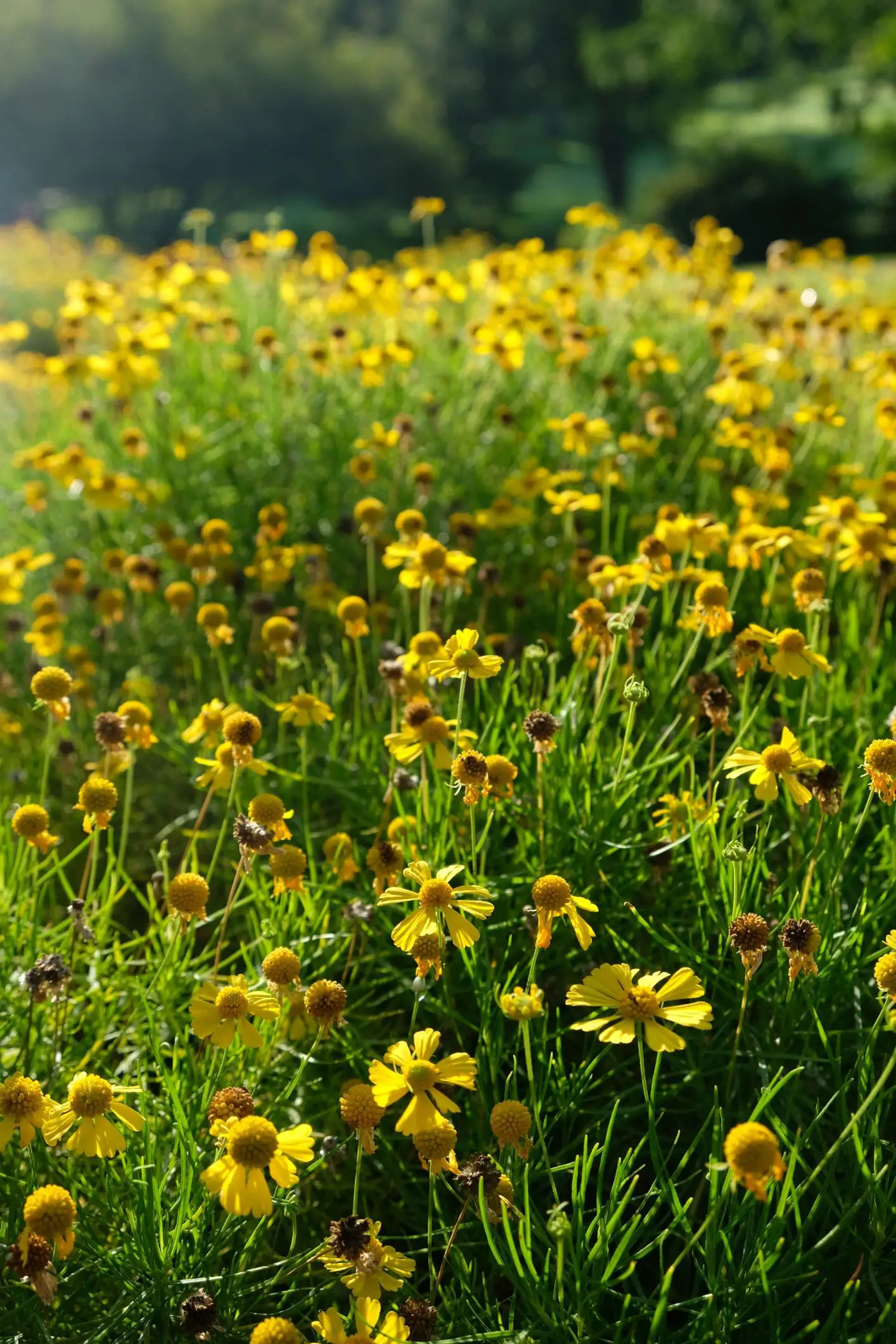 Helenium amarum 'Dakota Gold'