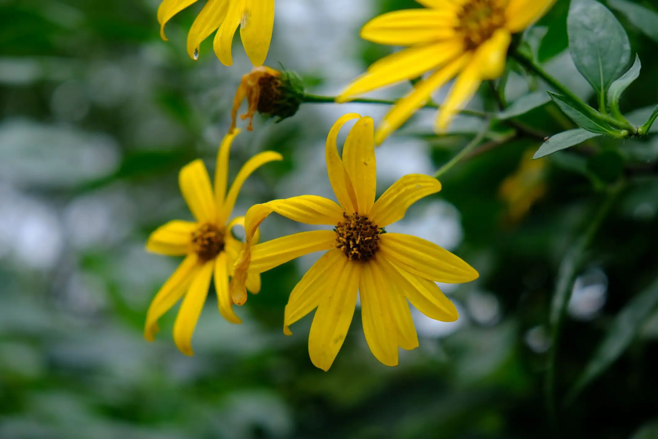 Helianthus tuberosus