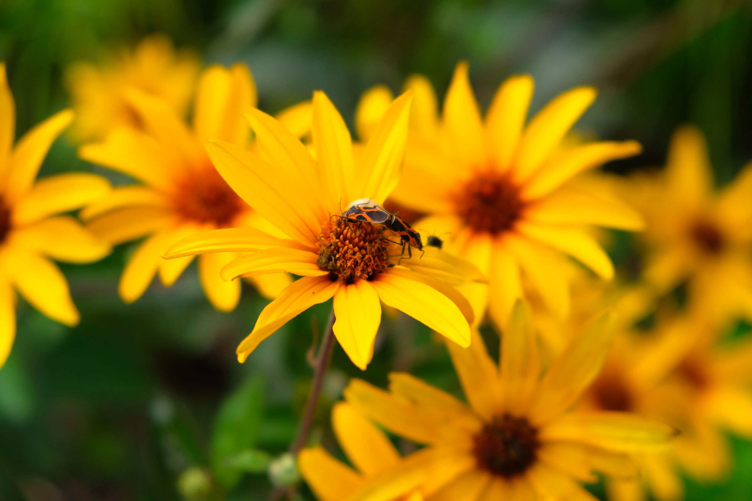 Heliopsis helianthoides var scabra Bleeding Hearts
