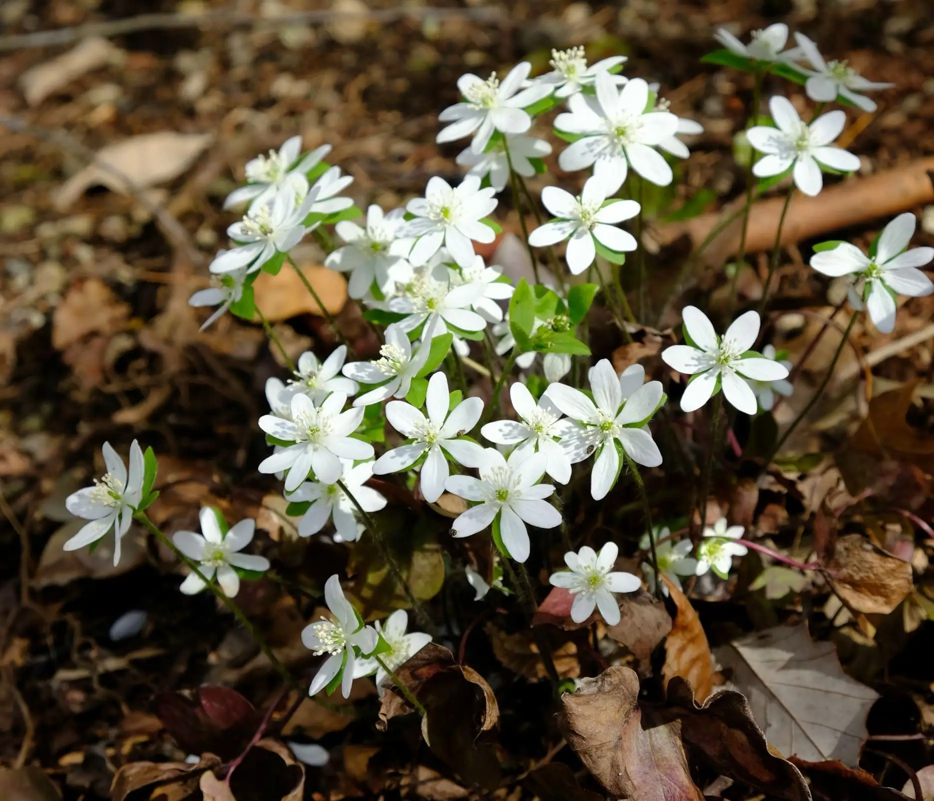 Hepatica acutiloba