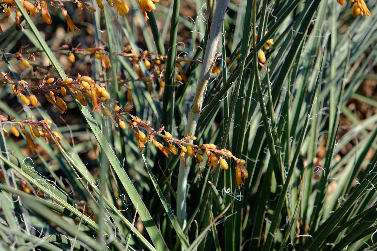 Hesperloe-parviflora-Desert-Flamenco-Redflower-False-Yucca-1536x1024