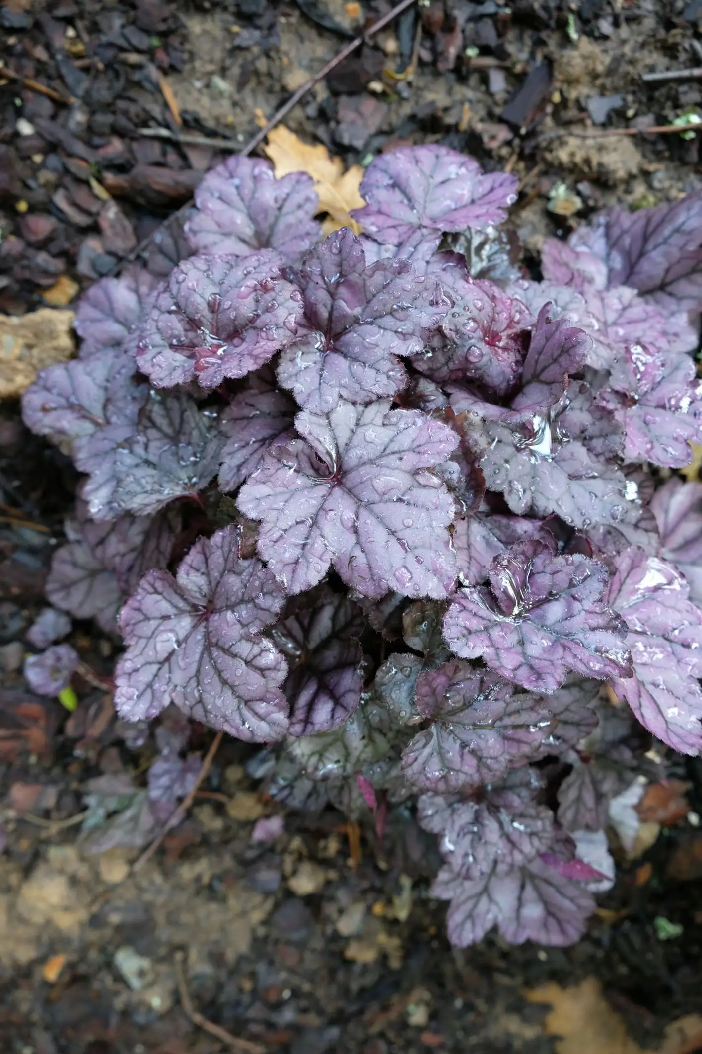 Heuchera 'Wildberry'