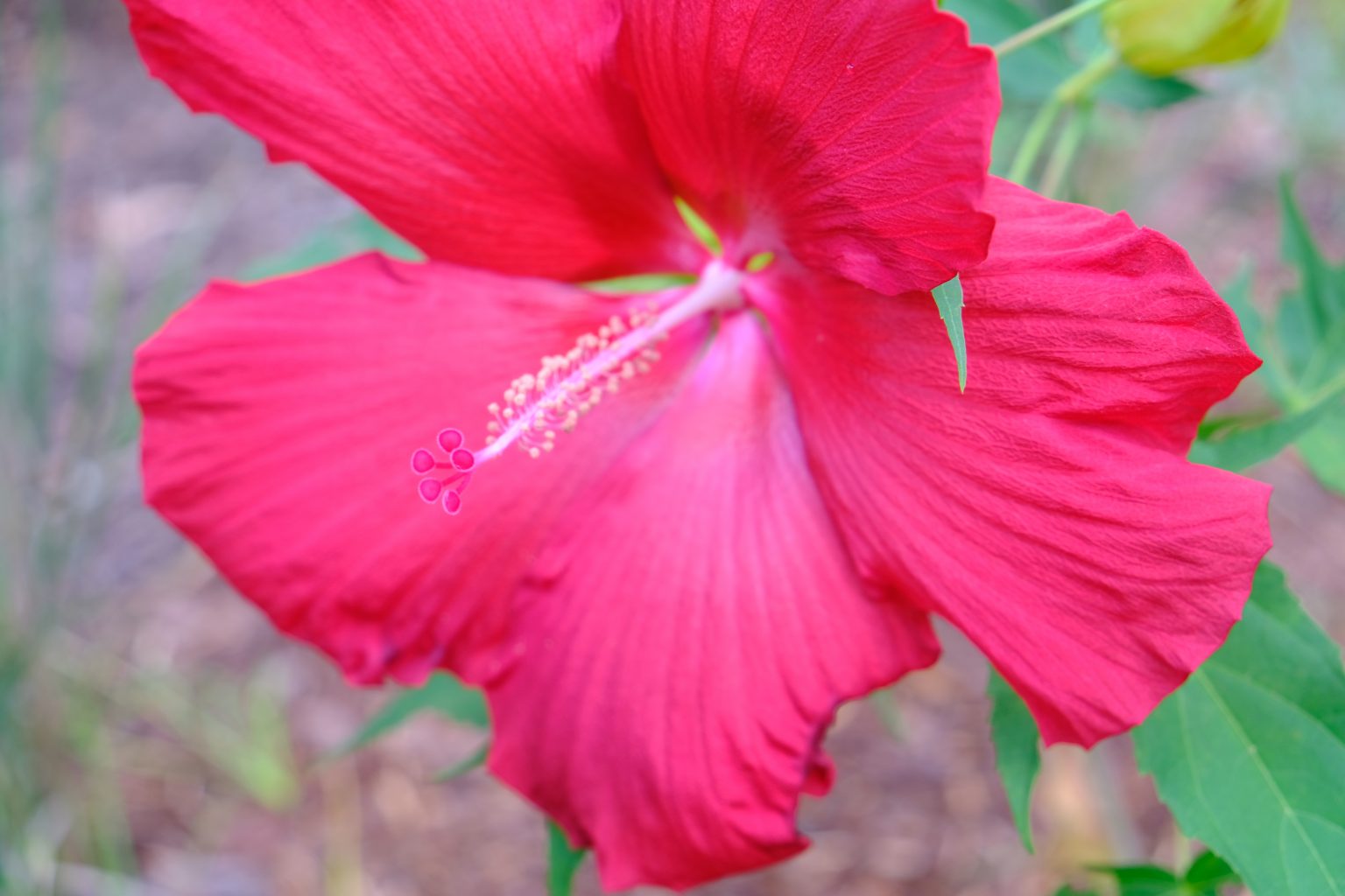 Hibiscus-Lord-Baltimore-1536x1024
