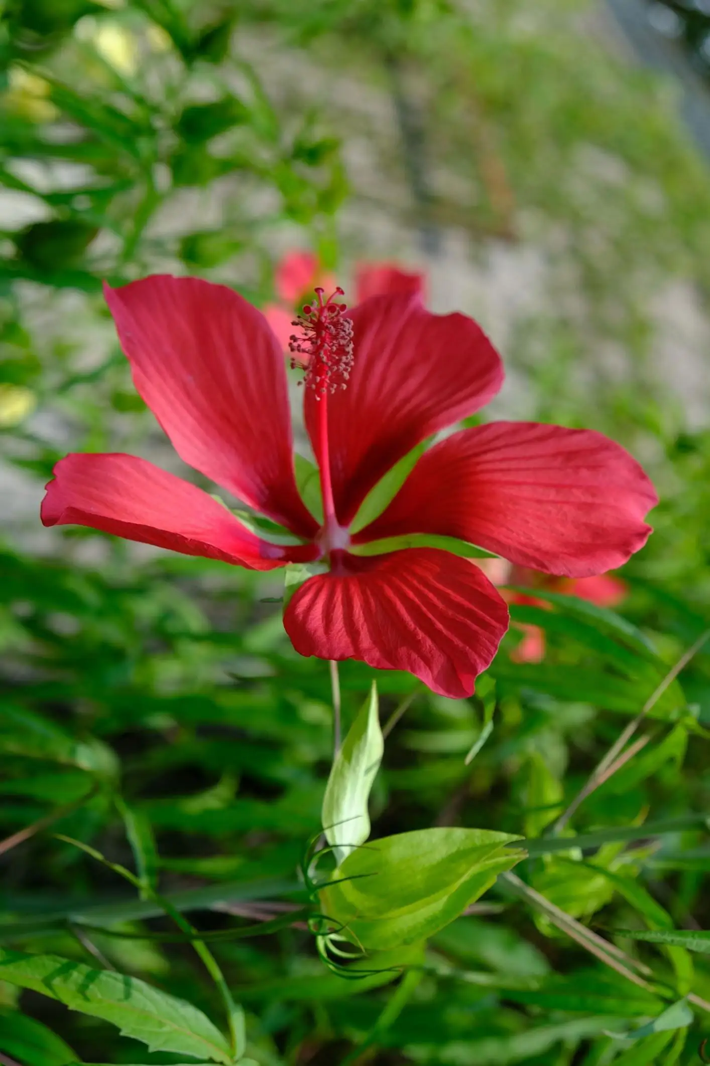 Hibiscus coccineus