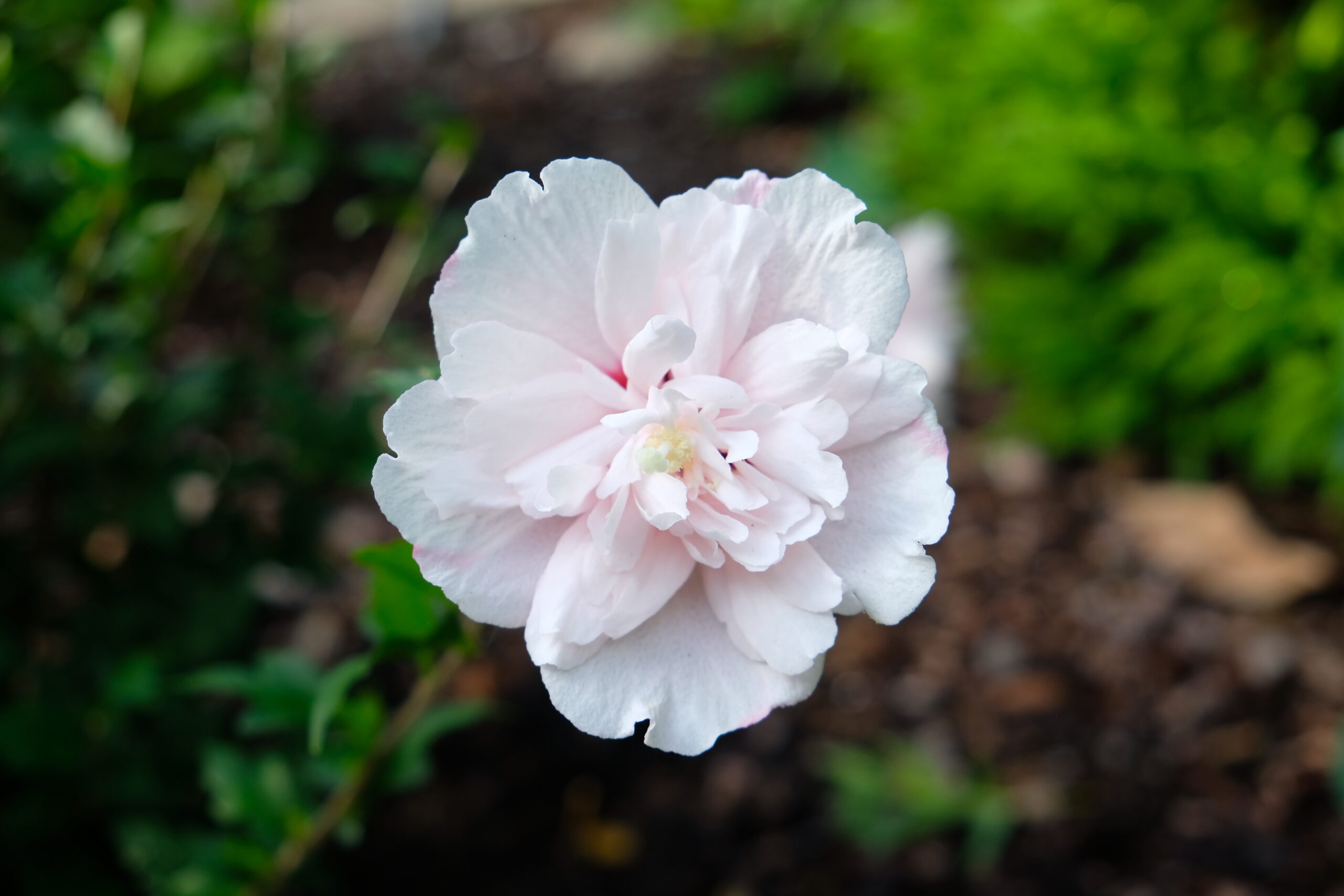 Hibiscus syriacus Strawberry Smoothie