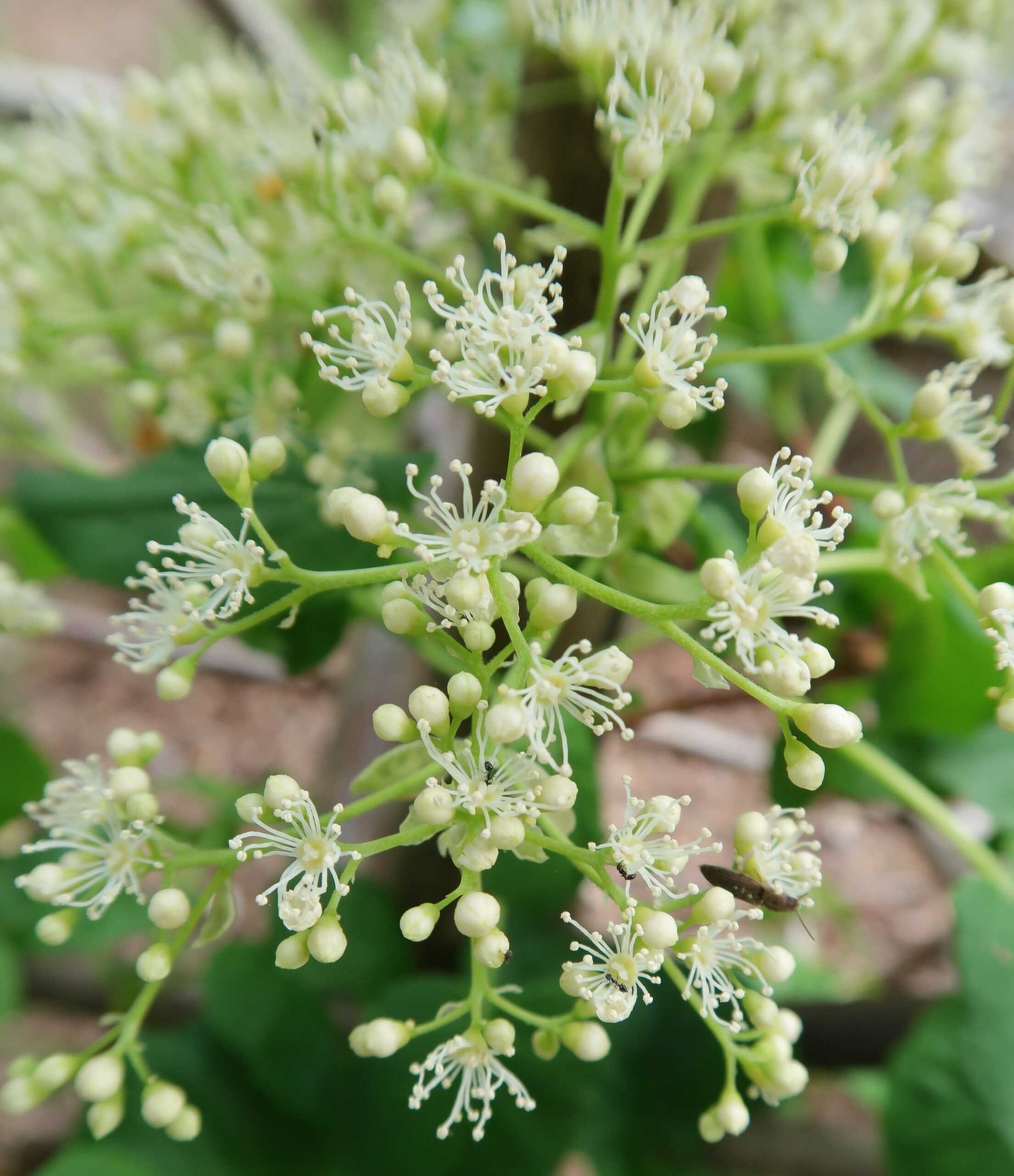 Hydrangea anomala subsp. petiolaris