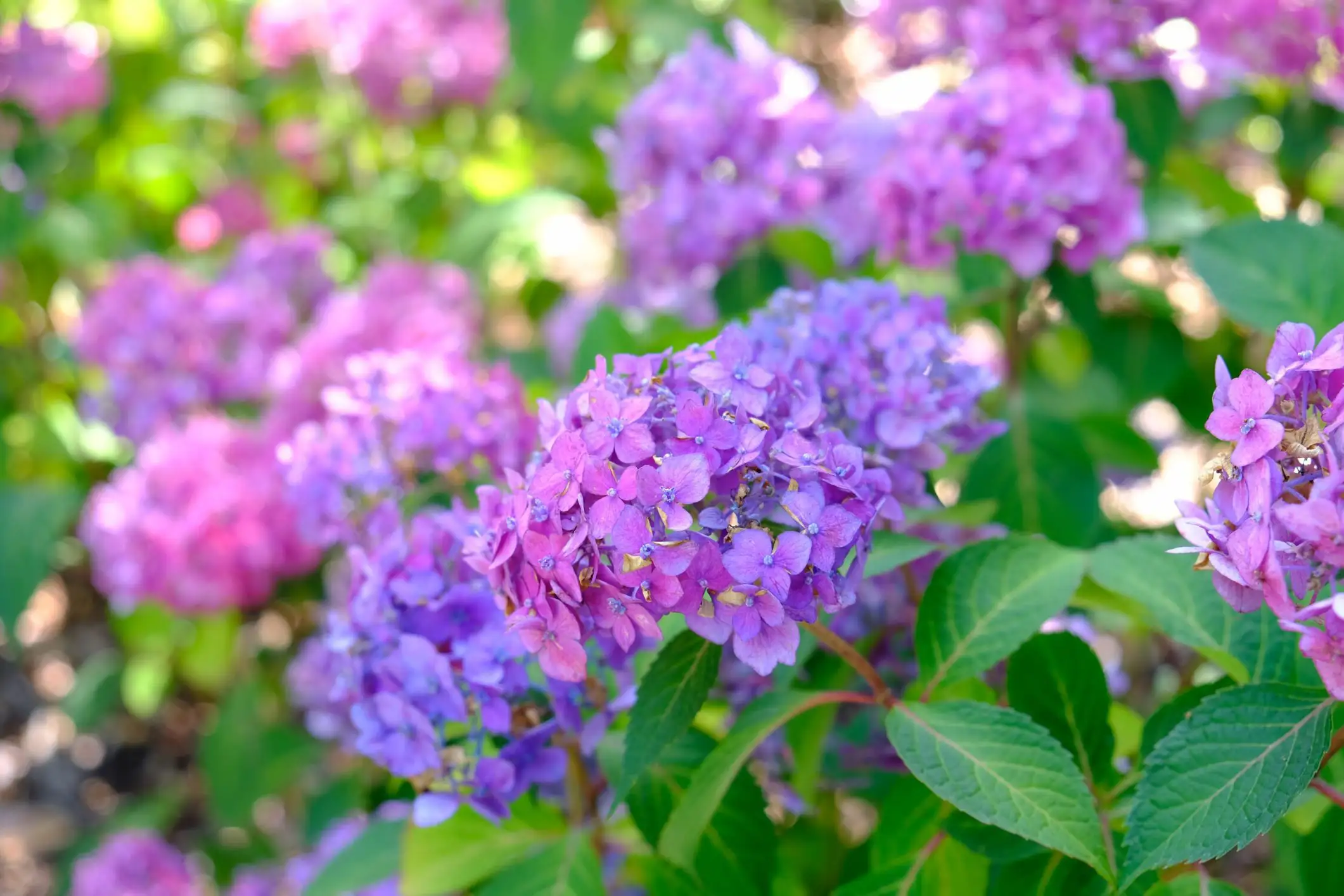 Hydrangea macrophylla 'PIIHM-II' Endless Summer® Bloomstruck®