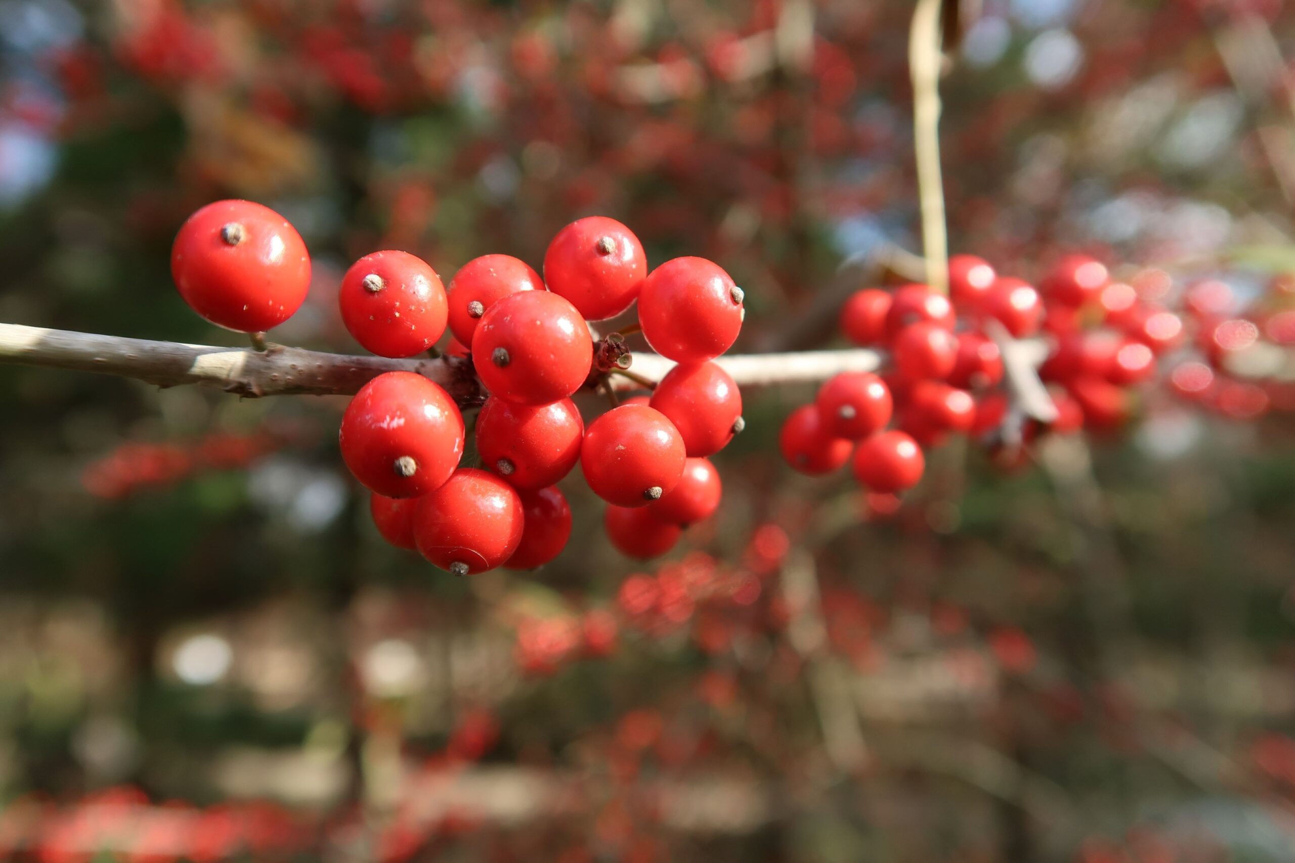 Ilex decidua 'Warren's Red'
