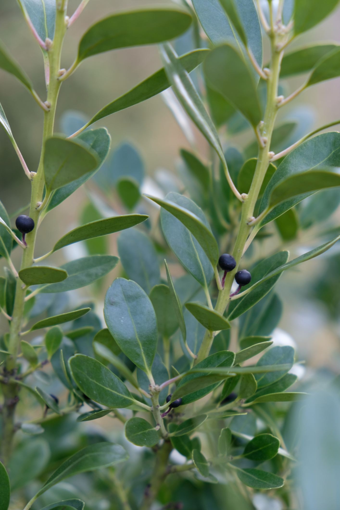 Ilex glabra 'Compacta'