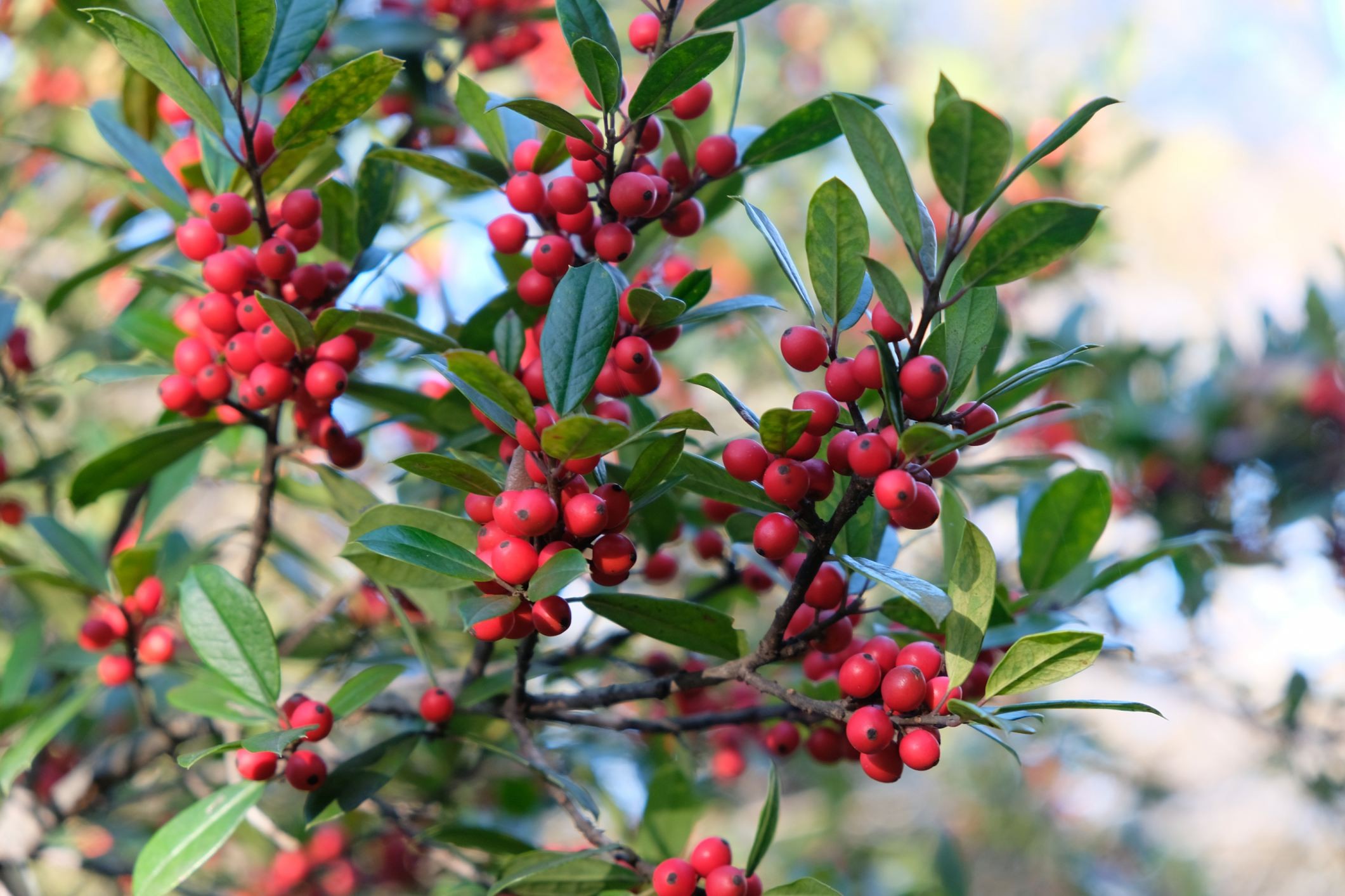 Ilex opaca 'Cave Hill'