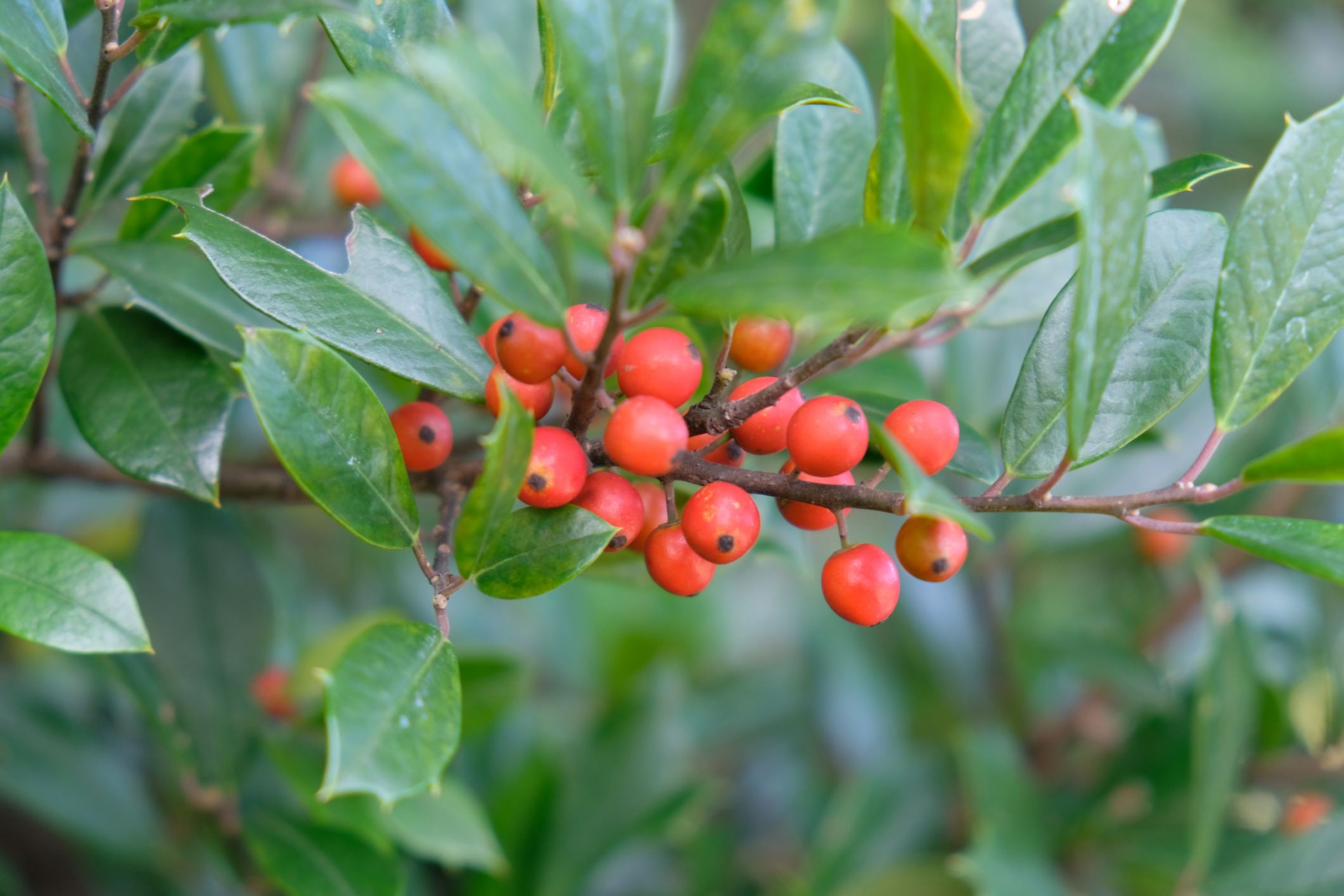 Ilex × 'Fosters No. 2'