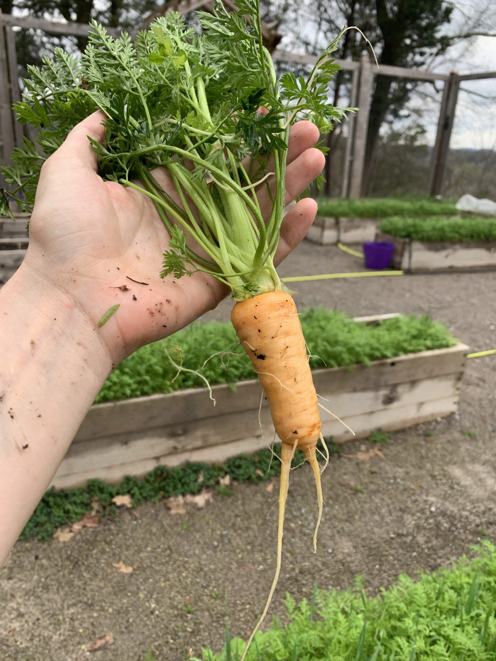 Image 1_Carrot with personality