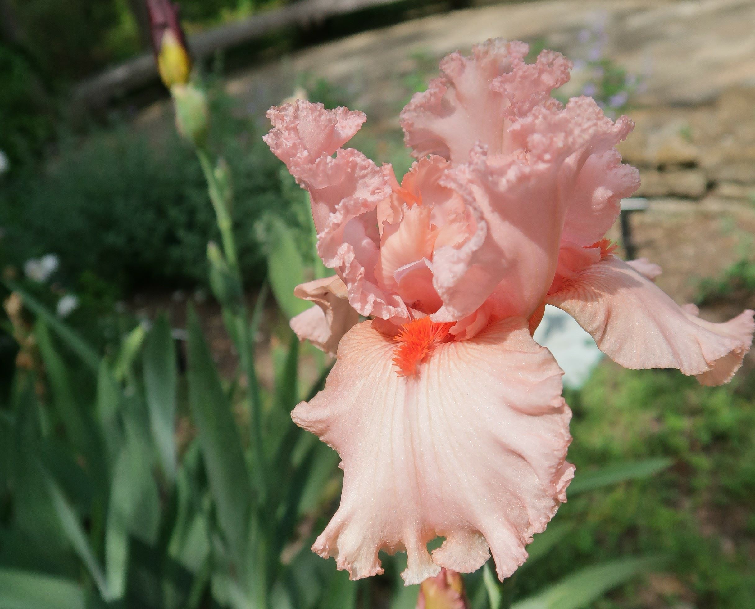 Iris 'Lenora Pearl'