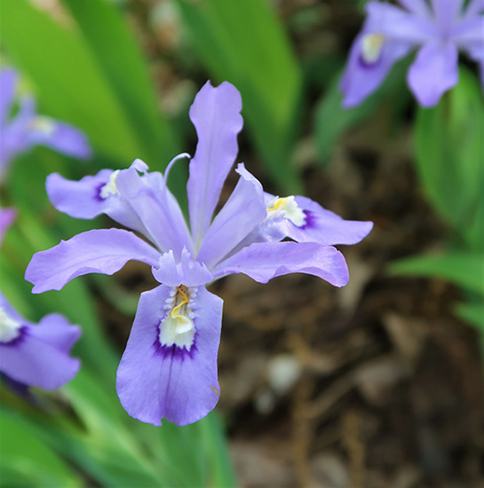 Iris-cristata-Dwarf-crested-iris-Howe