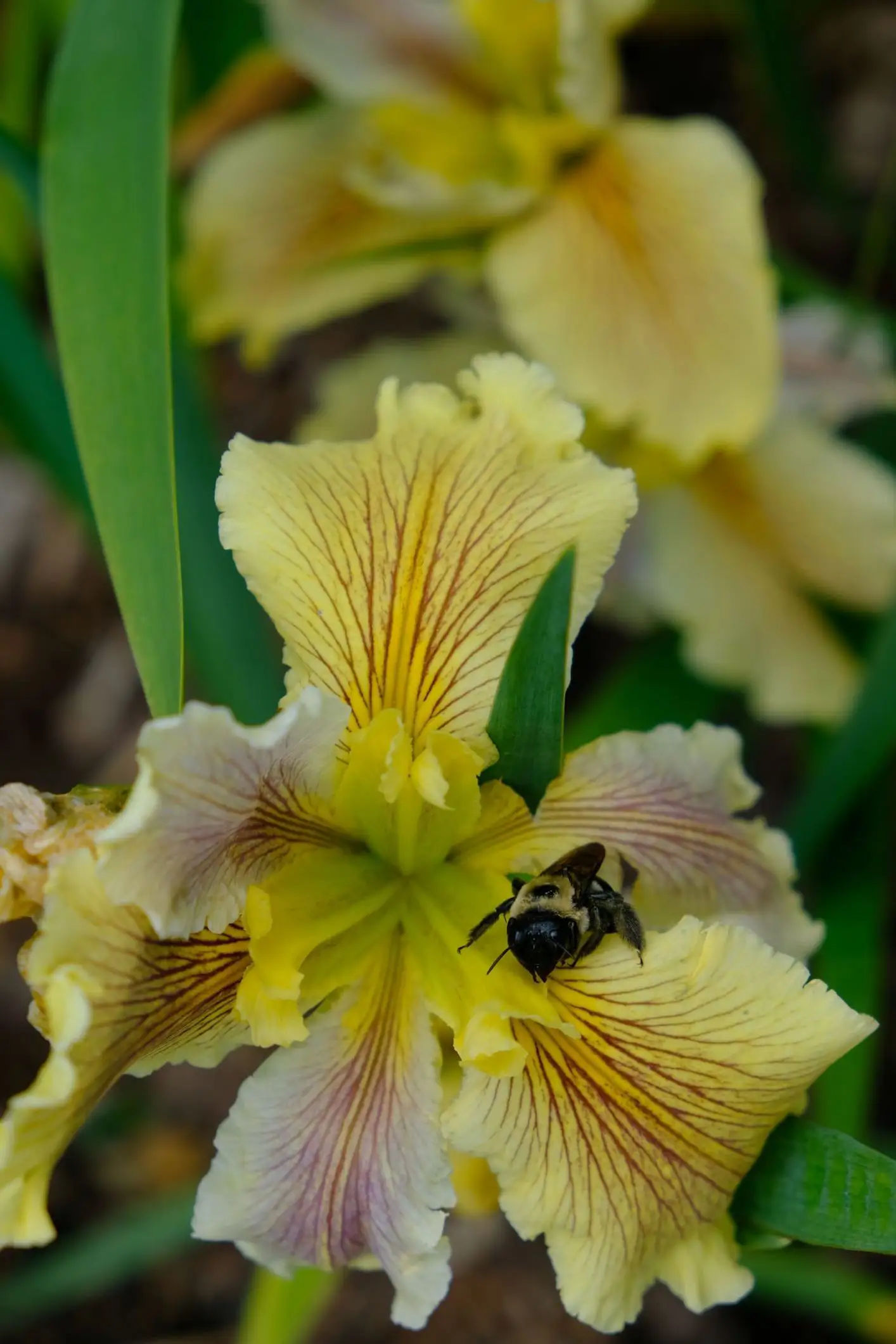 Iris louisiana 'Wow Factor'