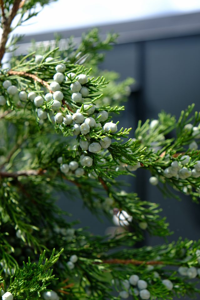 Juniperus-chinensis-Hetzii-Columnaris-2-640x960