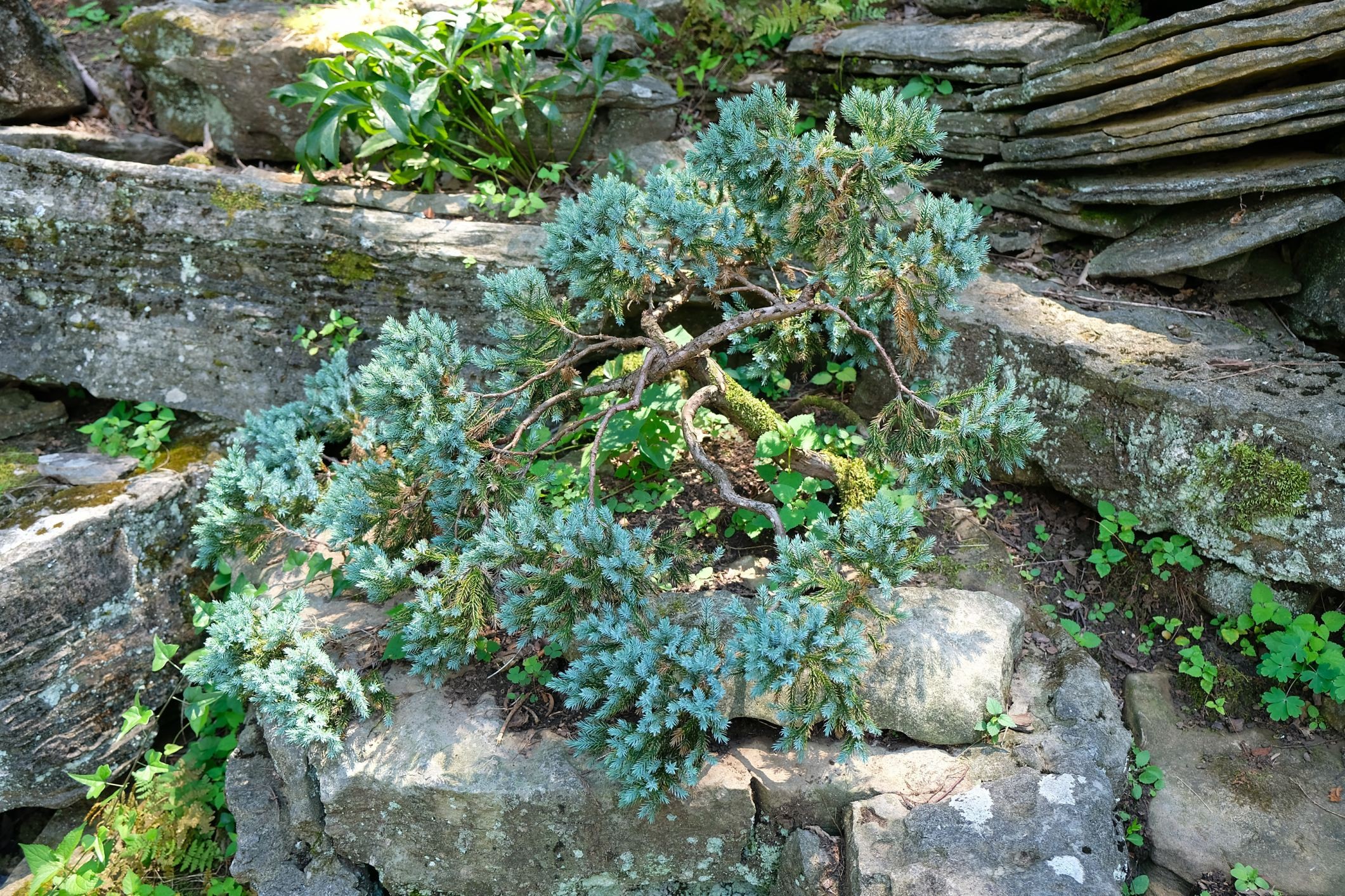 Juniperus squamata 'Blue Star'