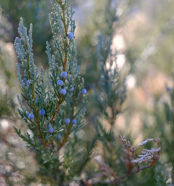 Juniperus-virginiana-Burkii-1