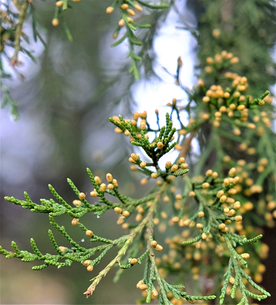 Juniperus-virginiana-Middle-Arboretum