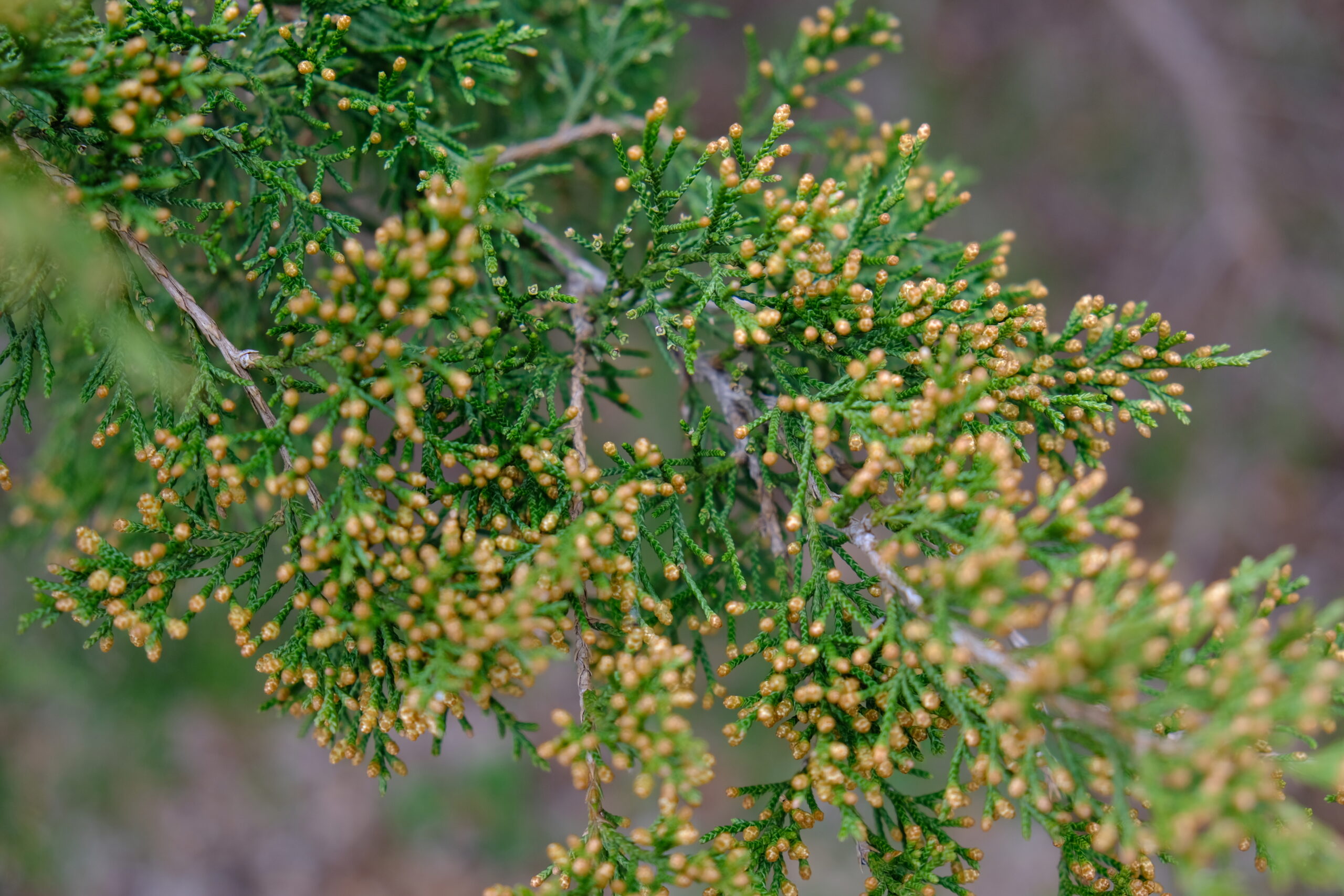 Juniperus-virginiana