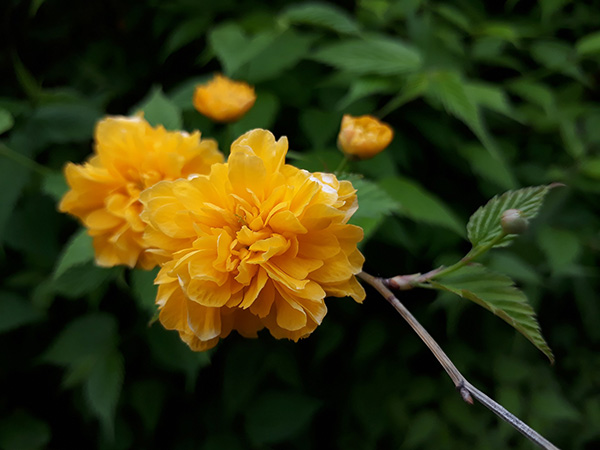 Kerria-japonica-Pleniflora-Childrens-Garden