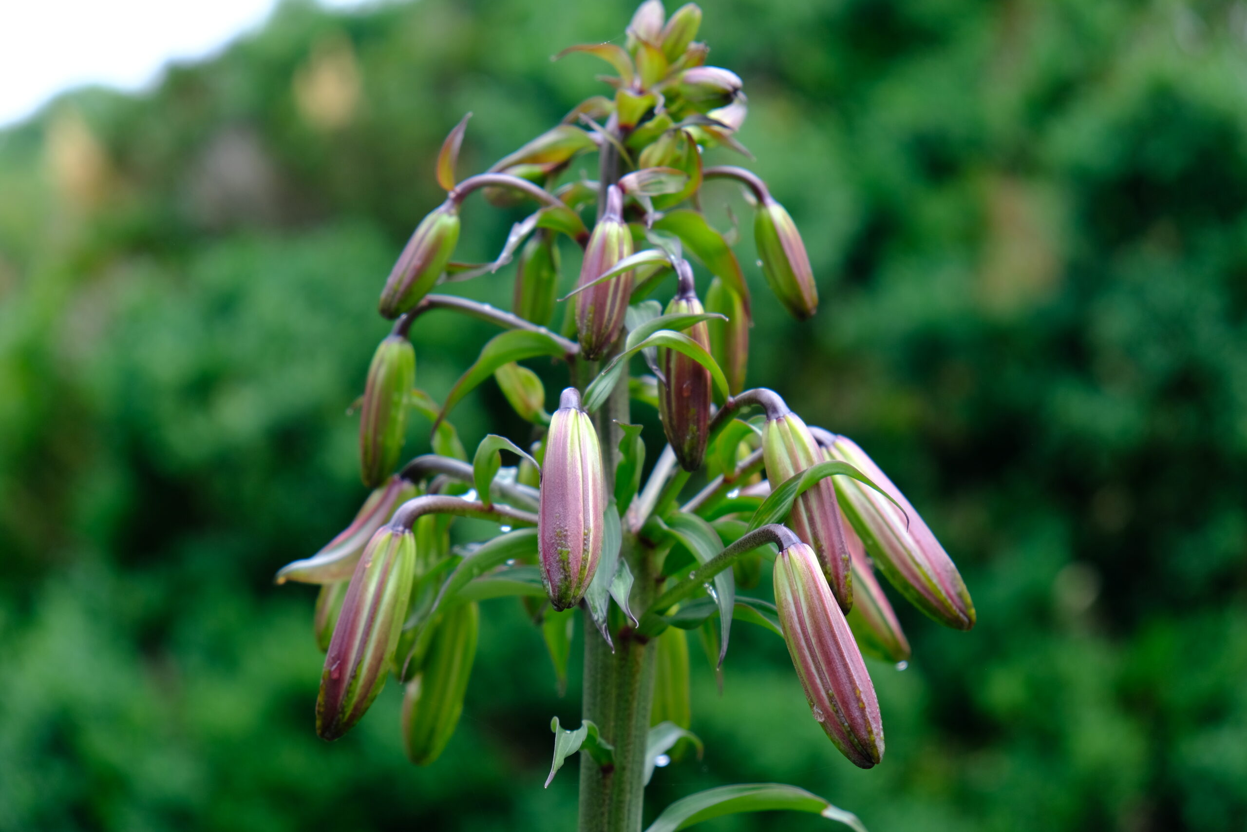 Lilium 'Regale'