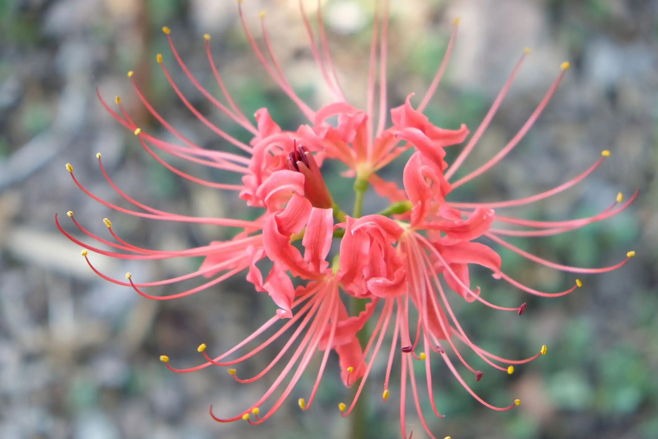Lycoris radiata