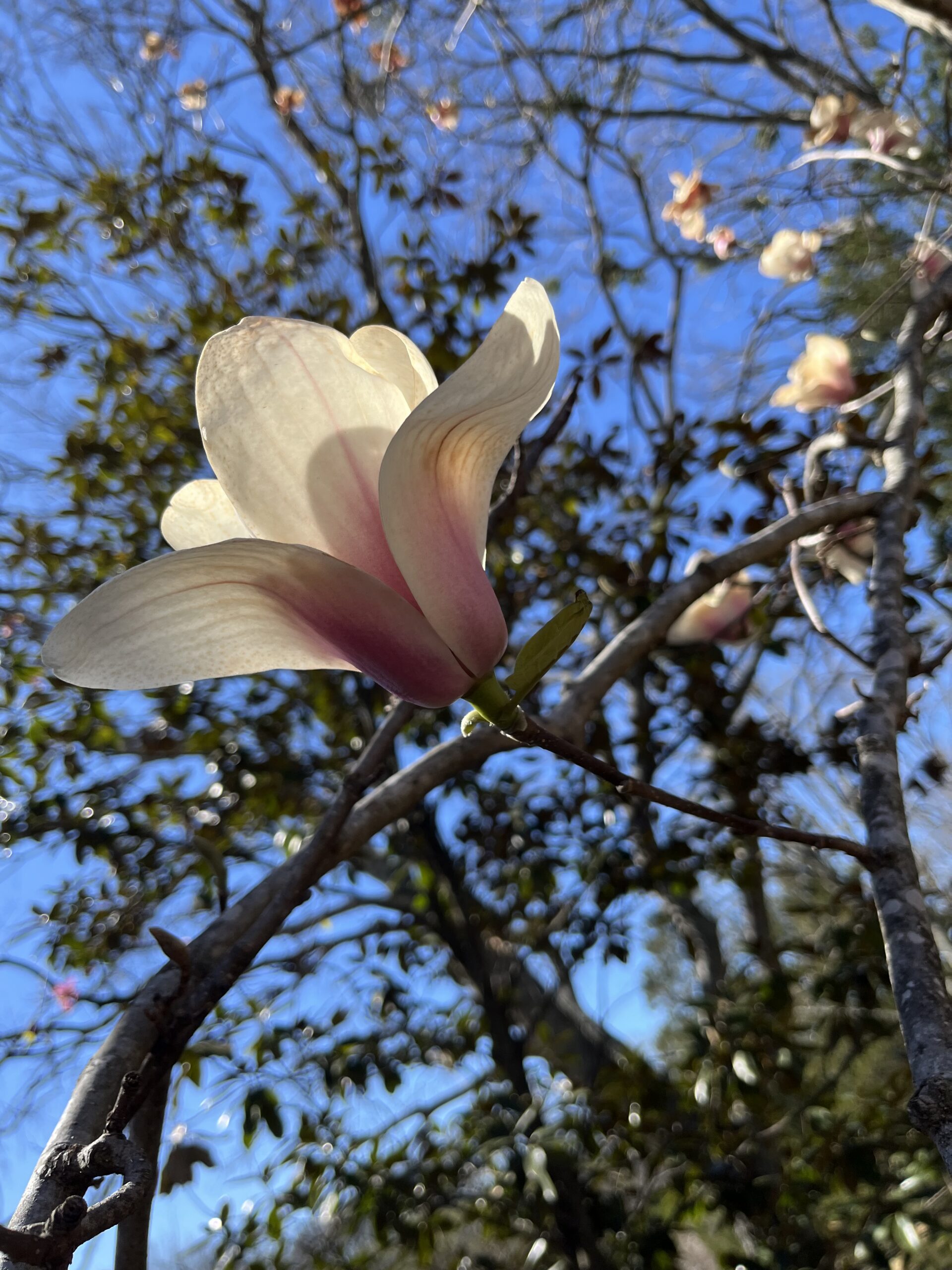 MBR Spotlight_C.Davidson_ivory+pink blosson