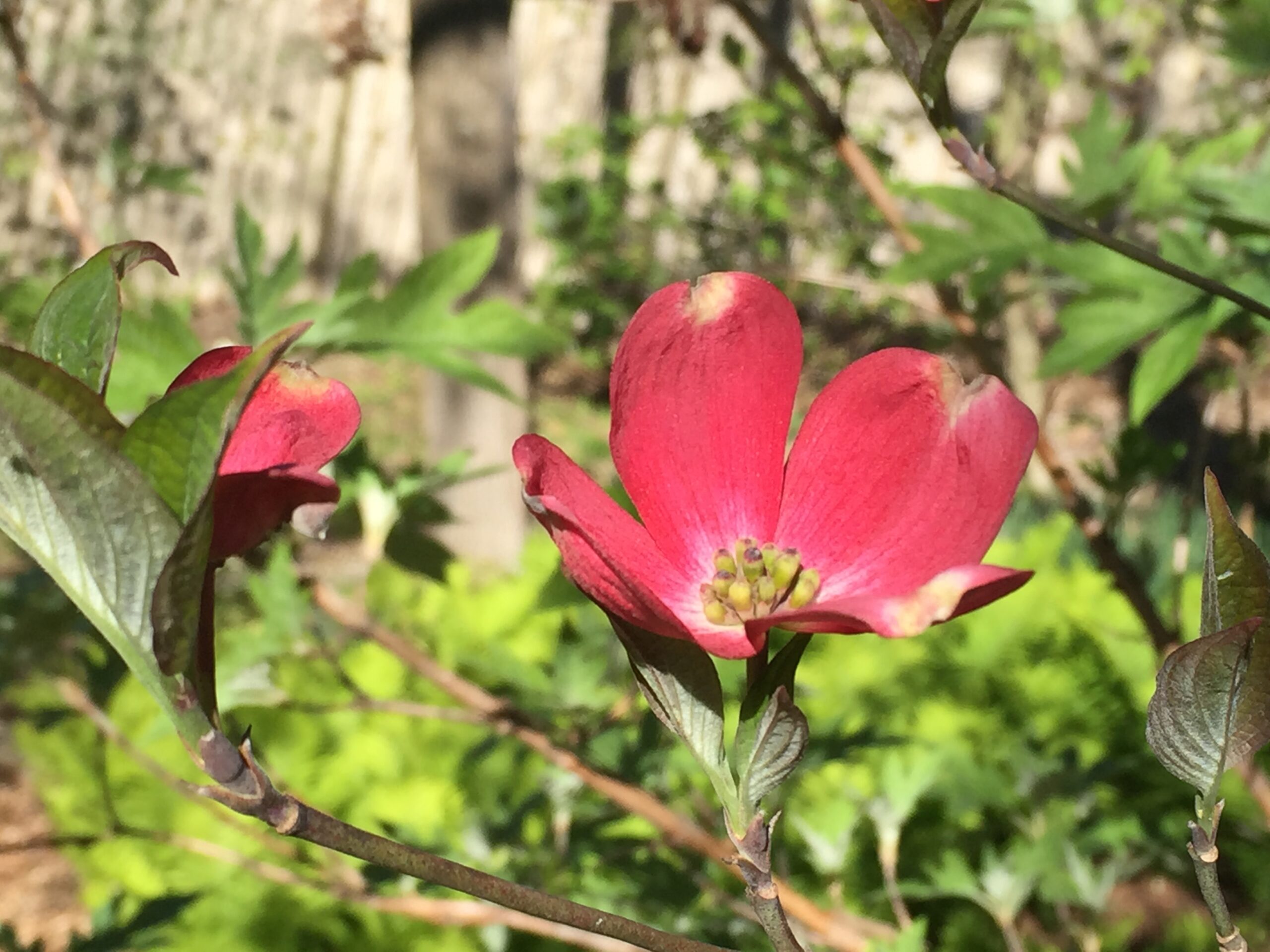 MBR Spotlight_C.Davidson_pink dogwood blossom