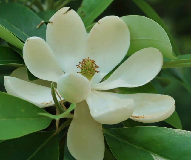 Magnolia Green Shadow 1.jpg 640x535 1