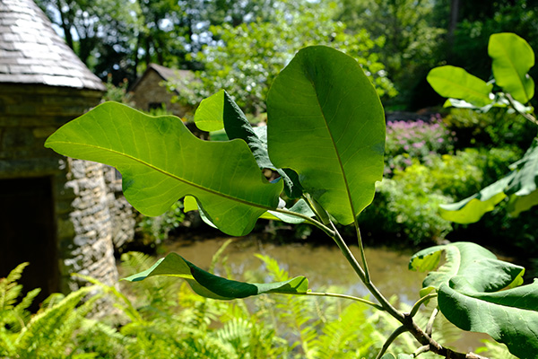 Magnolia-macrophylla-Howe