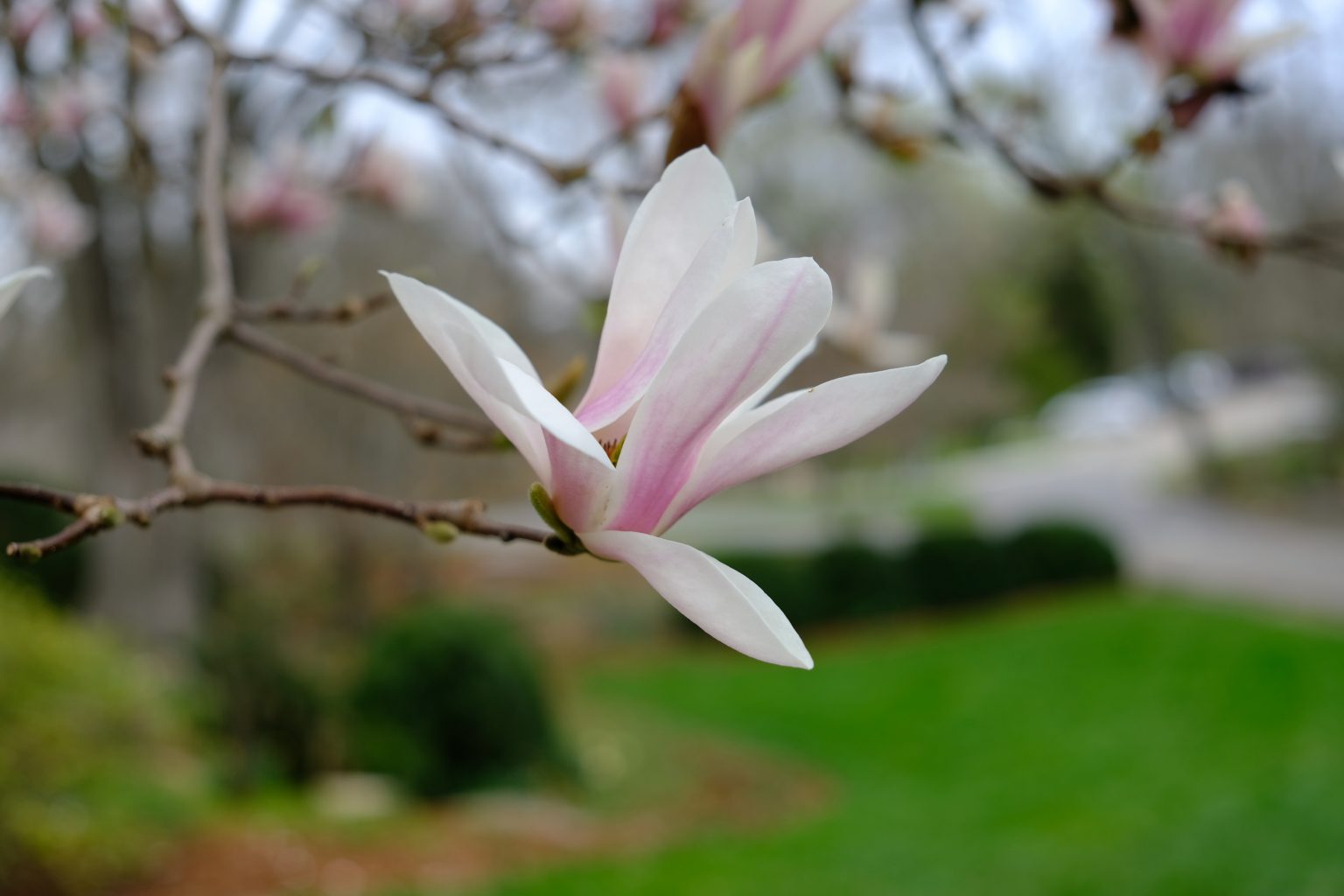 Magnolia-soulangiana-4-1536x1024