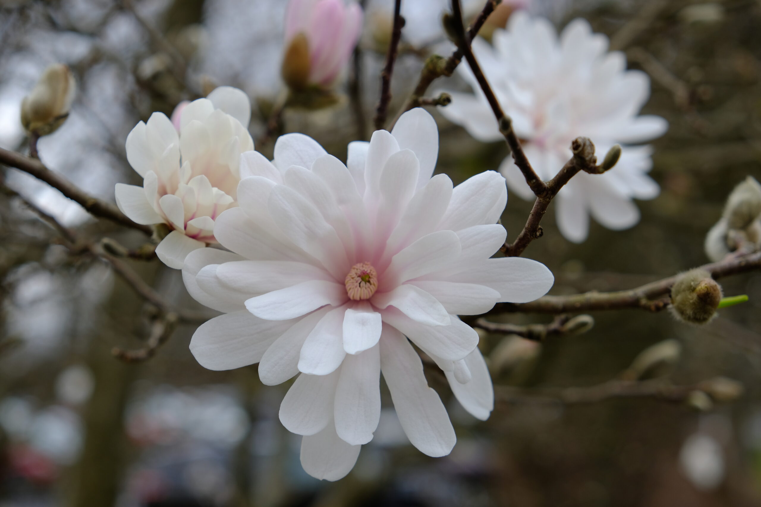 Magnolia-stellata-King-Rose