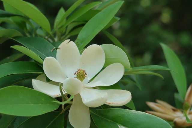 Magnolia-virginiana-Green-Shadow-018-0034-Weaver-Walk6-1-640x427