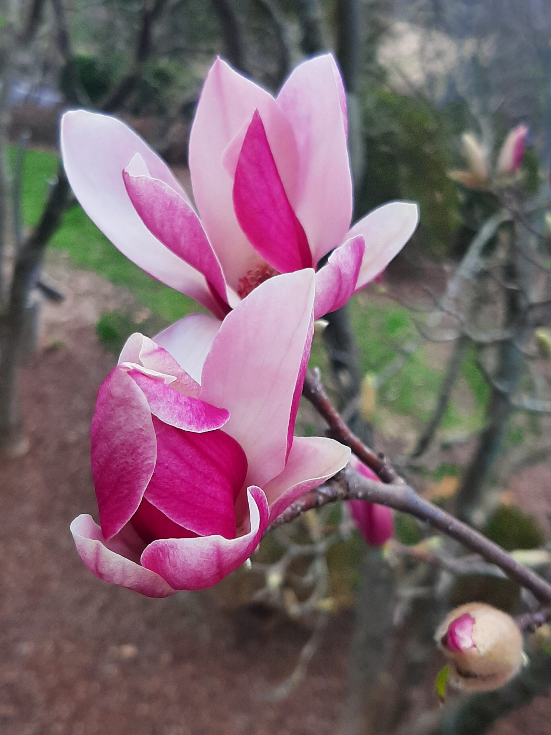 Magnolia-x-soulangiana-Alexandrina