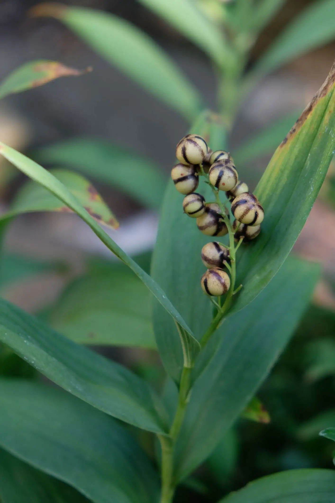 Maianthemum stellatum