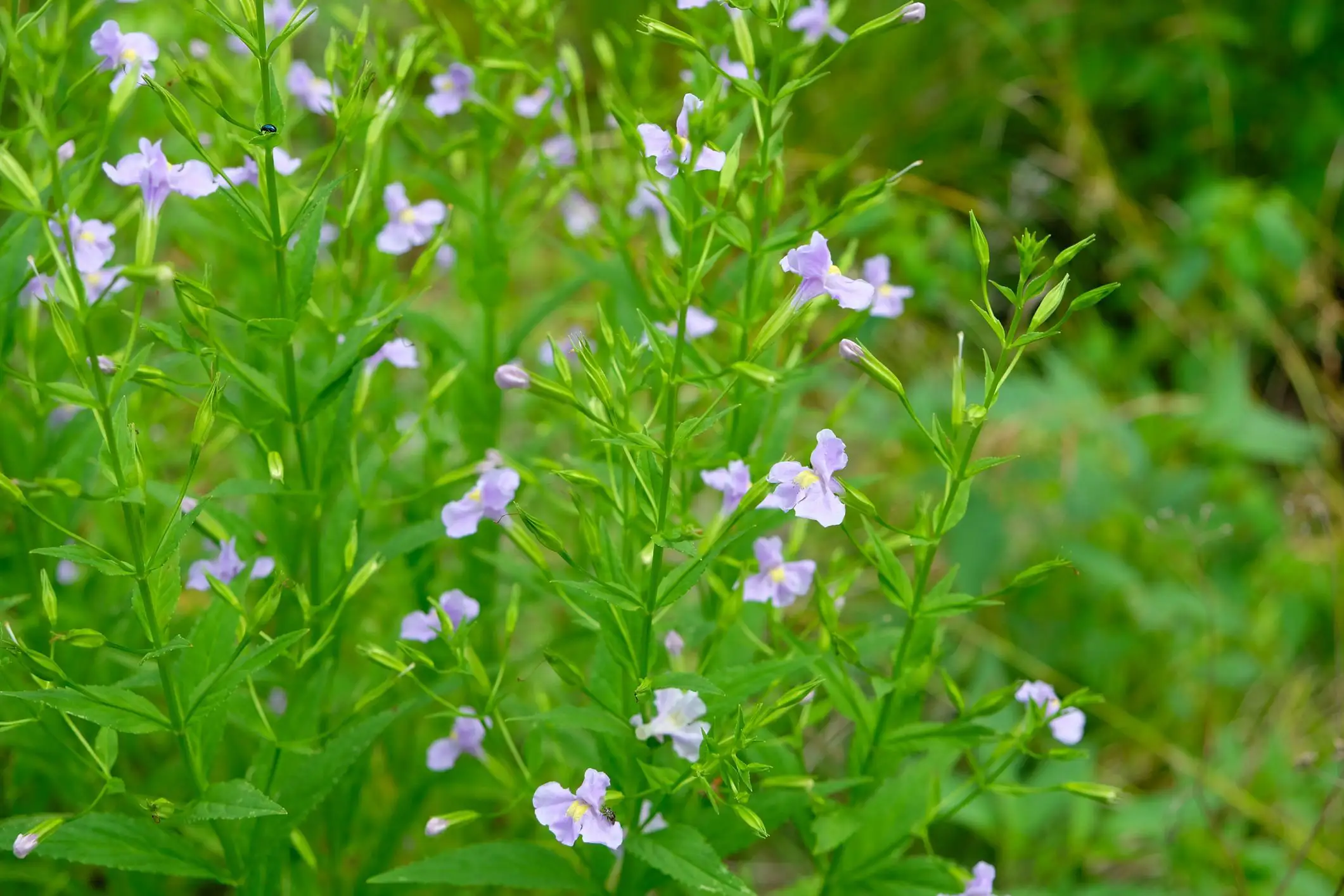Mimulus ringens