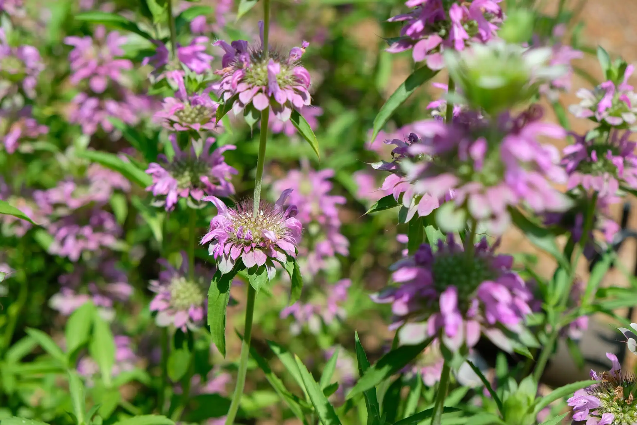 Monarda citriodora