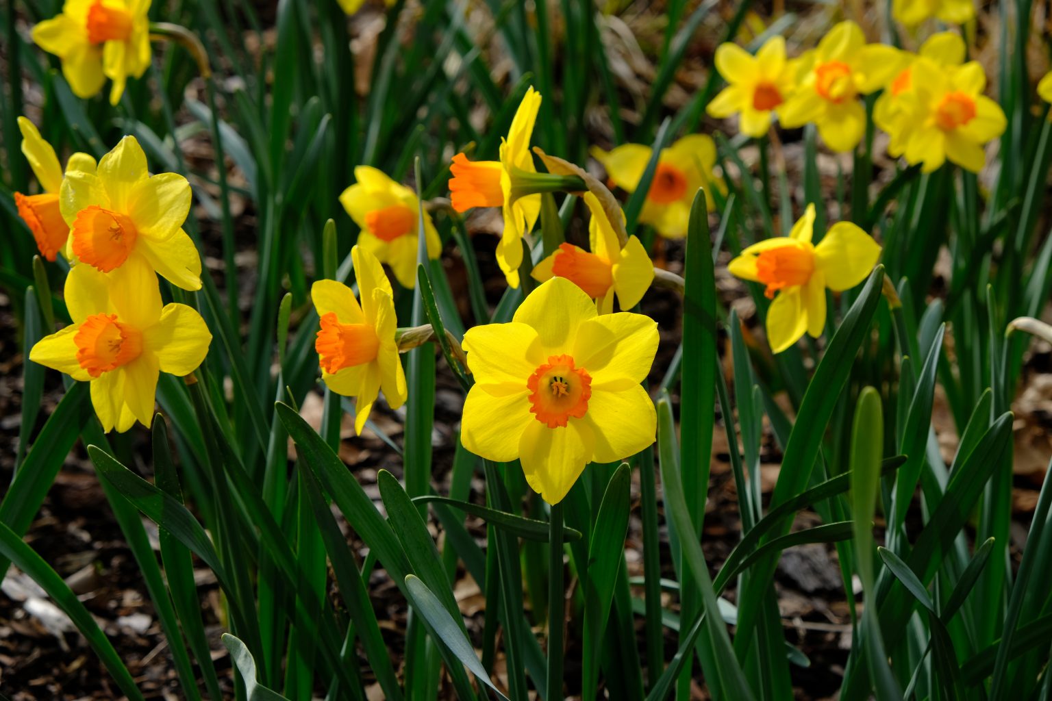 Narcissus-Daffodil-Pappy-George-1536x1024