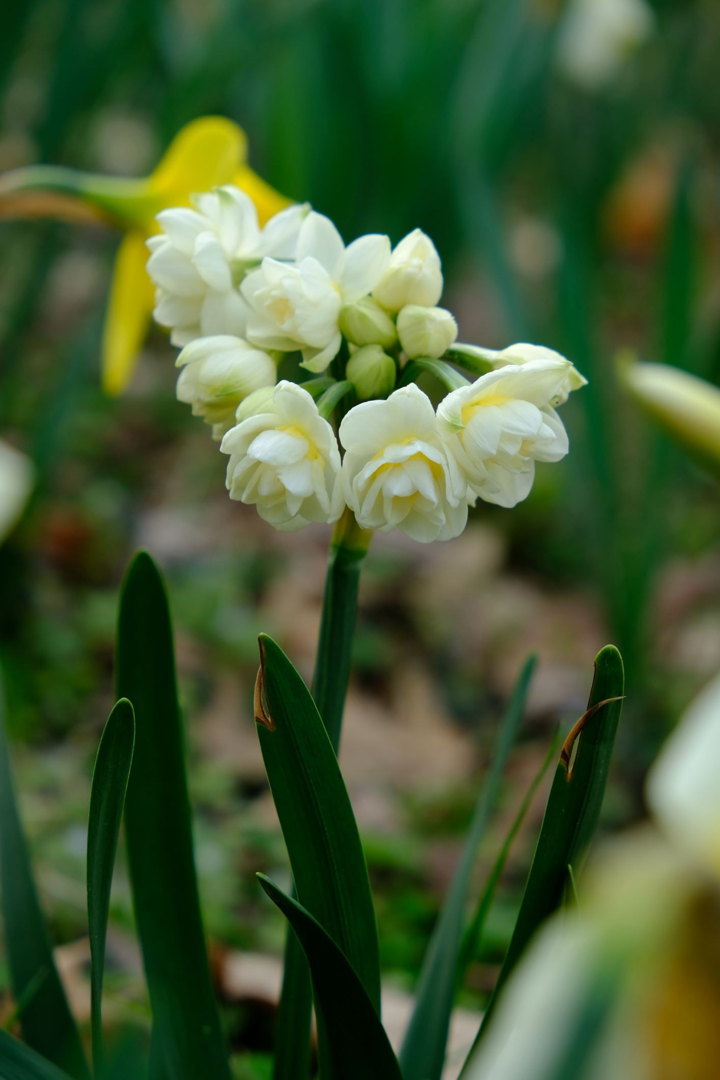 Narcissus 'Erlicheer'