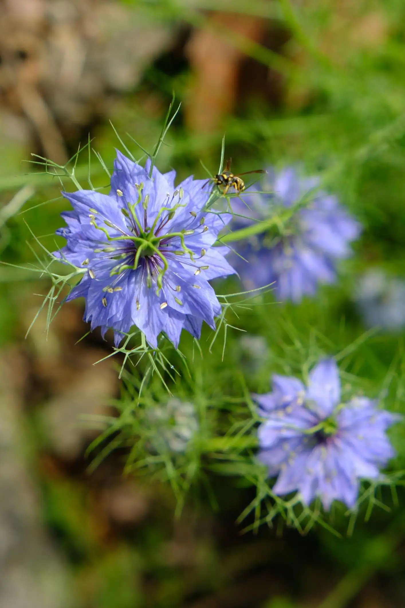 Nigella damascena