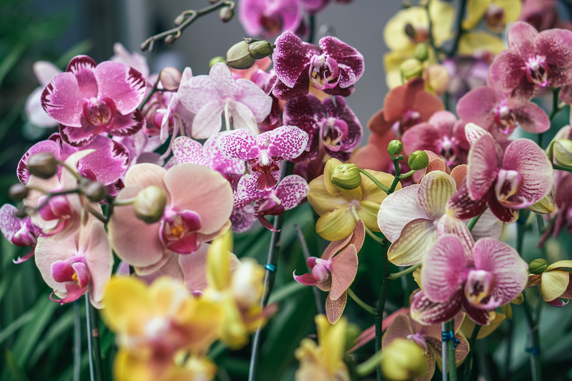 Orchids-002