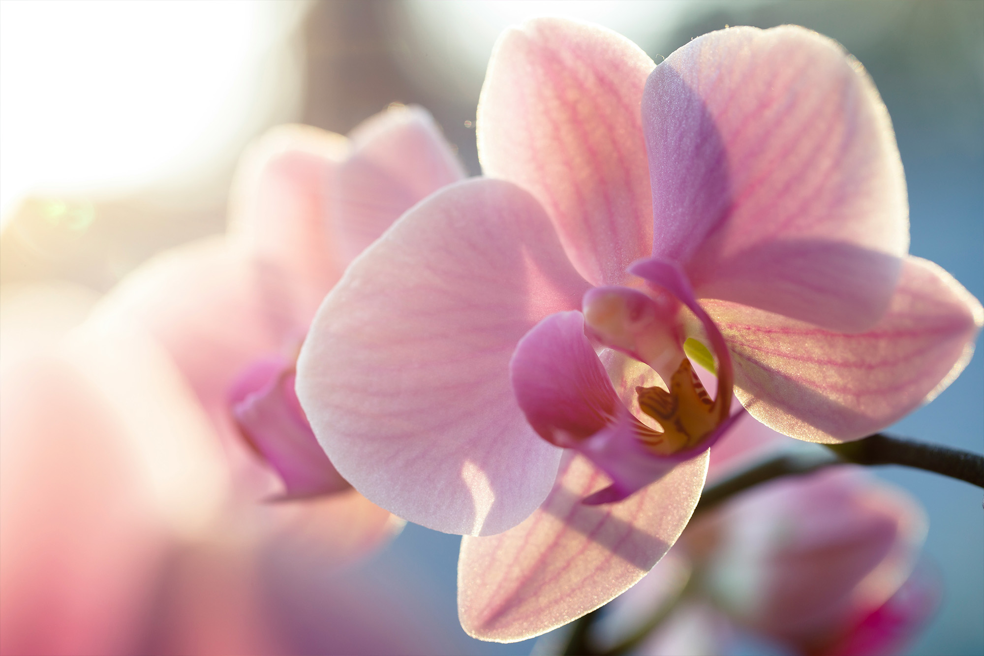 Orchids-003