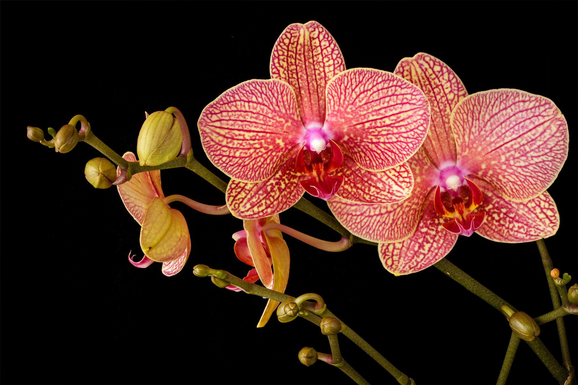 Orchids-004