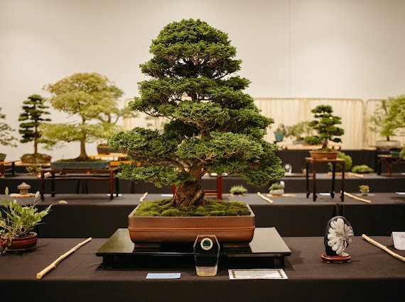 People’s Choice Award- Hinoki Cypress