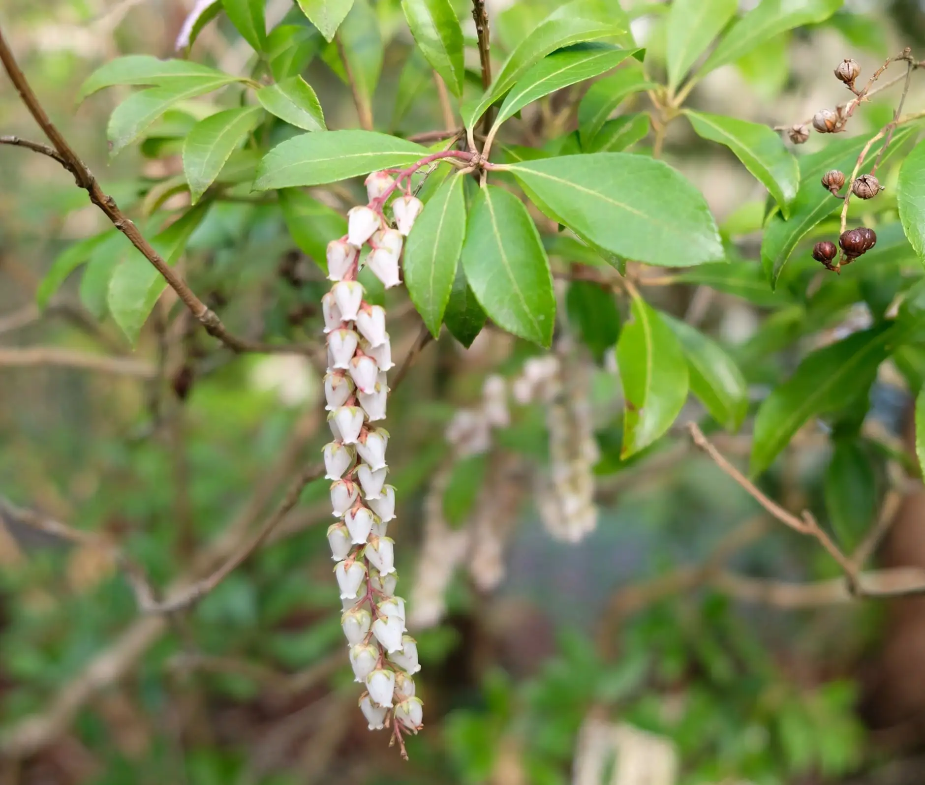 Pieris japonica 'Scarlet O'Hara'