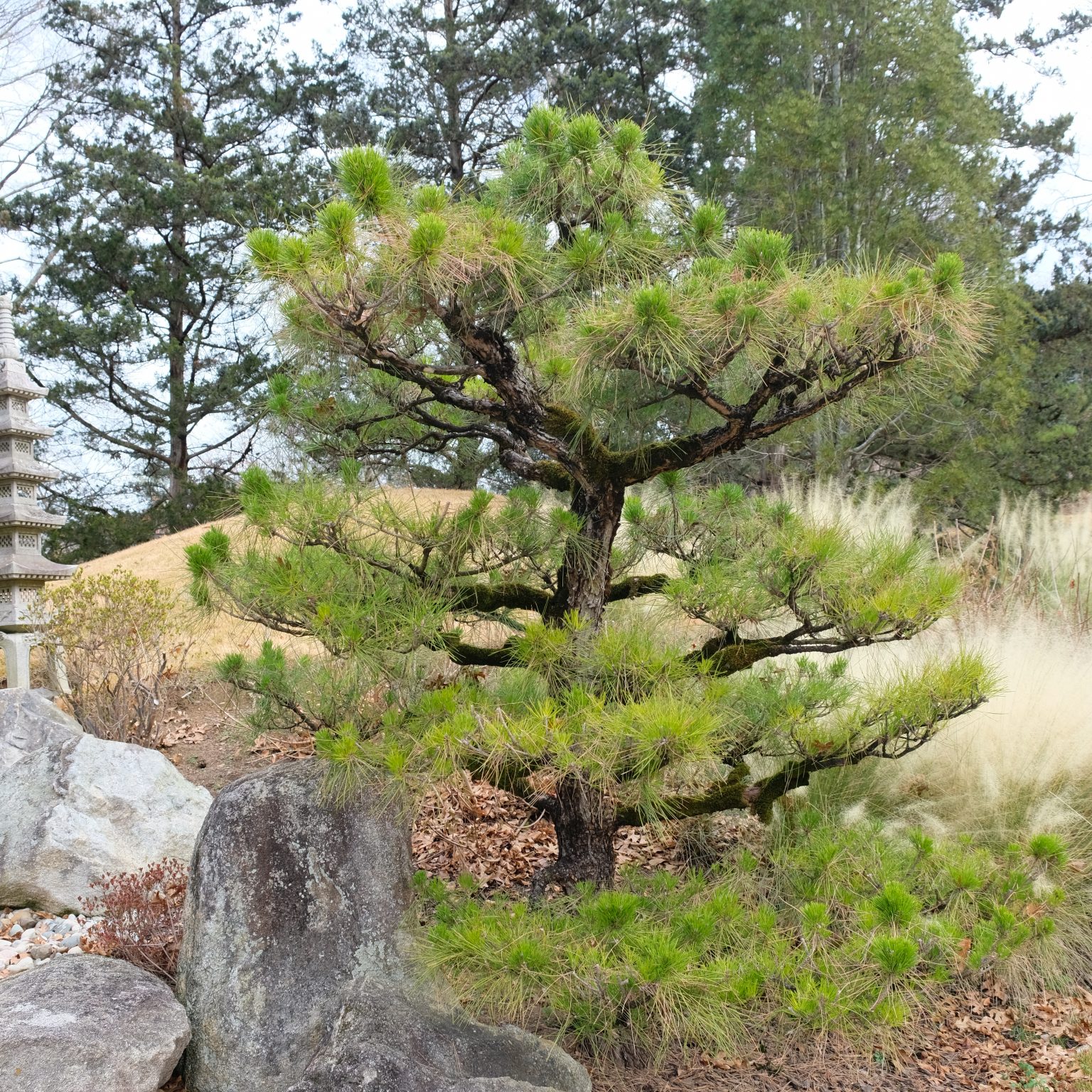 Pinus-thunbergii-2-1536x1536